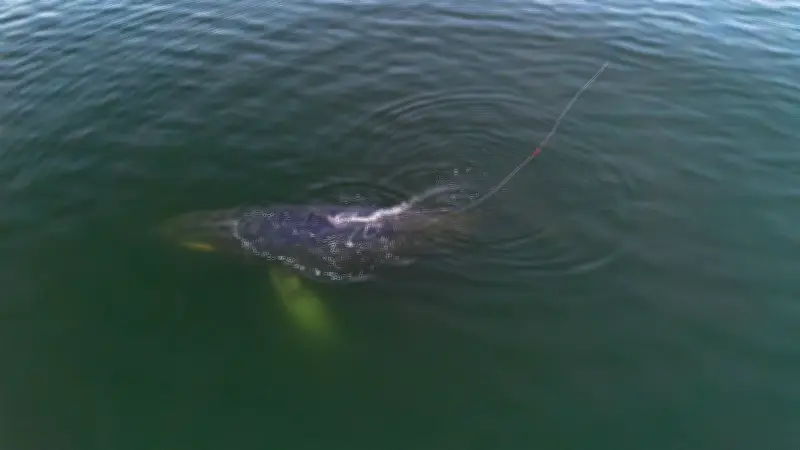 Drohnenaufnahmen zeigen Finnwal in Travemünde mit gefährlicher Leine