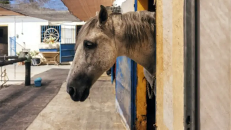 Druse bei Pferden: Gefährliche Infektion mit eitrigen Abszessen und schneller Stall-Ausbreitung