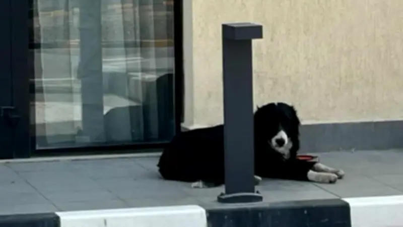 Dubai-Influencer flüchten aus Kriegsgebiet und lassen Haustiere zurück