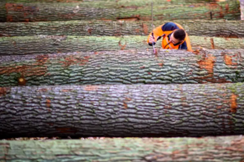 Eichenholz erzielt Rekordpreise bei Wertholzsubmission in Sachsen-Anhalt