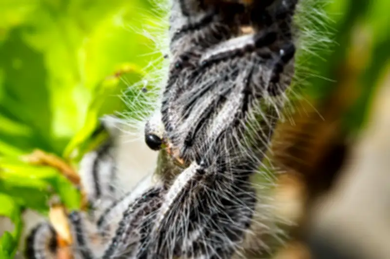 Eichenprozessionsspinner-Saison steht bevor: Berlin und Brandenburg bereiten Maßnahmen vor