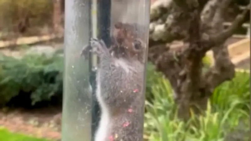 Eichhörnchen in vermeintlich sicherem Vogelfutterspender gefangen