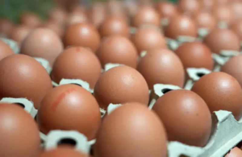 Eierkonsum in Deutschland erreicht neuen Höchststand: 252 Eier pro Kopf