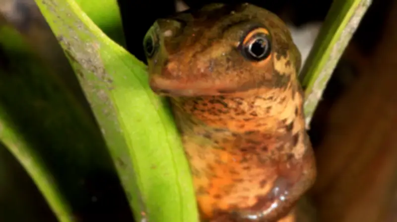 Ein Jahr voller tierischer Entdeckungen: Der räuberische Mitbewohner in Halle