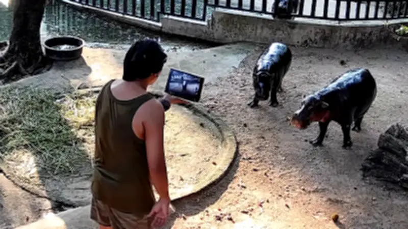 Eindringling bei Star-Zwergflusspferd Moo Deng: Mann nach Gehege-Einbruch in Thailand festgenommen