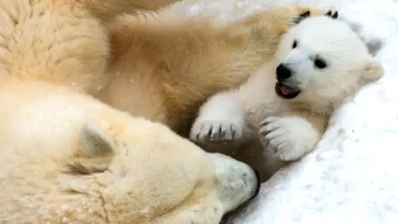Eisbär-Baby im Nowosibirsker Zoo: Monatelang geheim gehaltenes Jungtier erobert Herzen