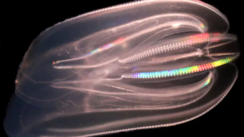 Eisiger Winter stoppt Ausbreitung der gefürchteten Killerqualle in der Ostsee