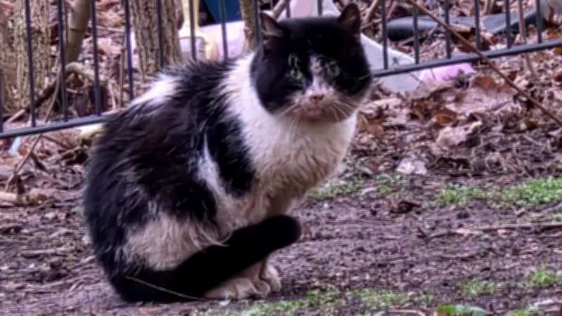 Empörung in Halle: Feuerwehr setzt vermeintlich verletzte Katze aus statt zu retten