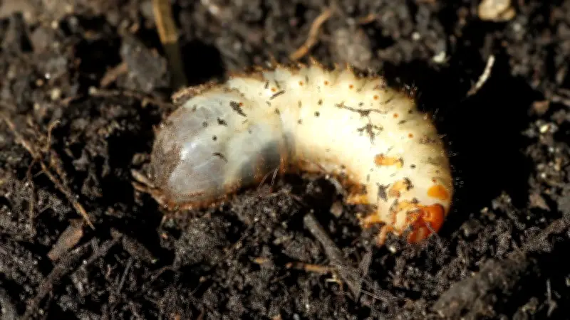 Engerlinge im Garten: Nützliche Helfer oder gefräßige Schädlinge?