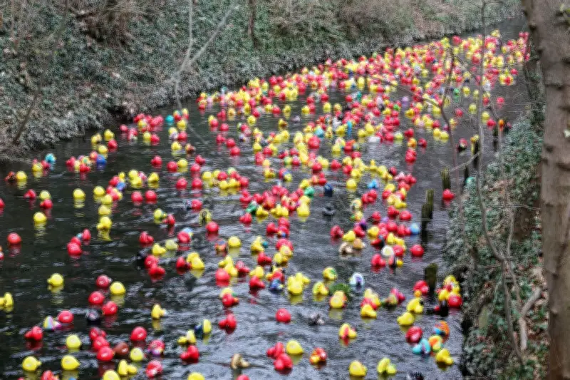 Erfurter Entenrennen: 3.500 Kunststoffenten und kreative Schmuckenten-Parade
