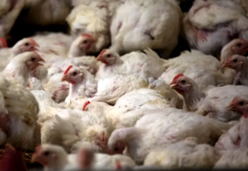 Erneuter Newcastle-Ausbruch in Brandenburg: Über 500.000 Tiere betroffen