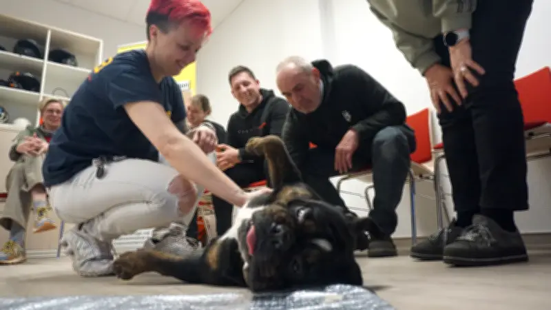Erste Hilfe für Hunde in Sachsen-Anhalt: Kurs in Magdeburg lehrt lebensrettende Maßnahmen