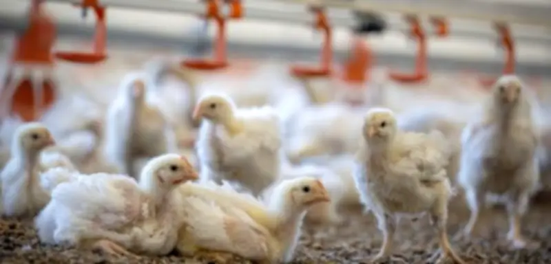 Erster Ausbruch seit 30 Jahren: Newcastle-Krankheit grassiert in deutschen Geflügelhöfen