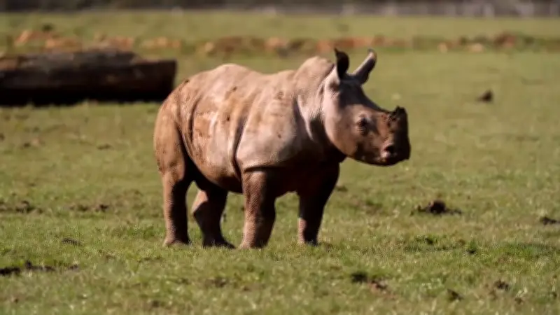 Erster Ausflug von Baby-Nashorn Mick im Whipsnade Zoo: Vorsichtig erkundet er die Welt
