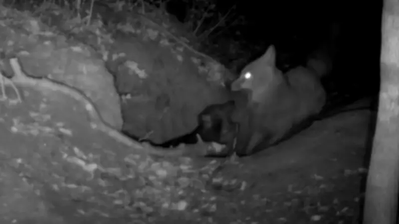 Erstmals dokumentiert: Rotfuchs attackiert Wolfswelpen in Italien