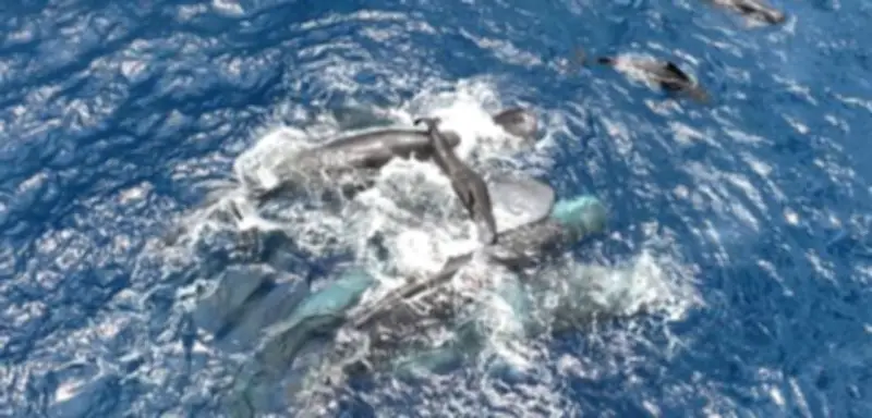 Erstmals gefilmt: Spektakuläre Geburt eines Pottwals zeigt beeindruckende Gemeinschaftshilfe