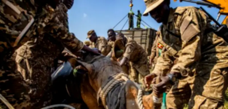 Erstmals seit 43 Jahren: Nashörner kehren in Ugandas Kidepo-Tal zurück