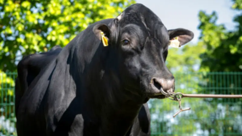 Europas einziges Sperma-Mobil in Woldegk: Star-Bulle Gladius und die Zukunft der Rinderzucht