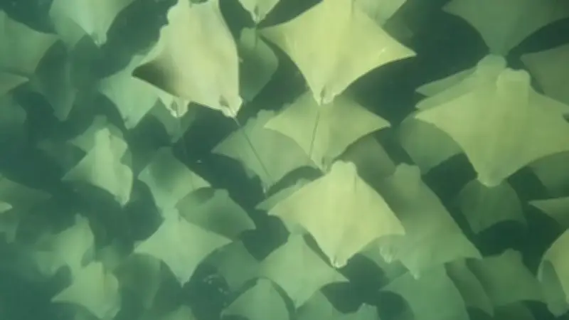 Faszinierendes Unterwasser-Spektakel: Freitaucher filmt riesigen Rochen-Schwarm