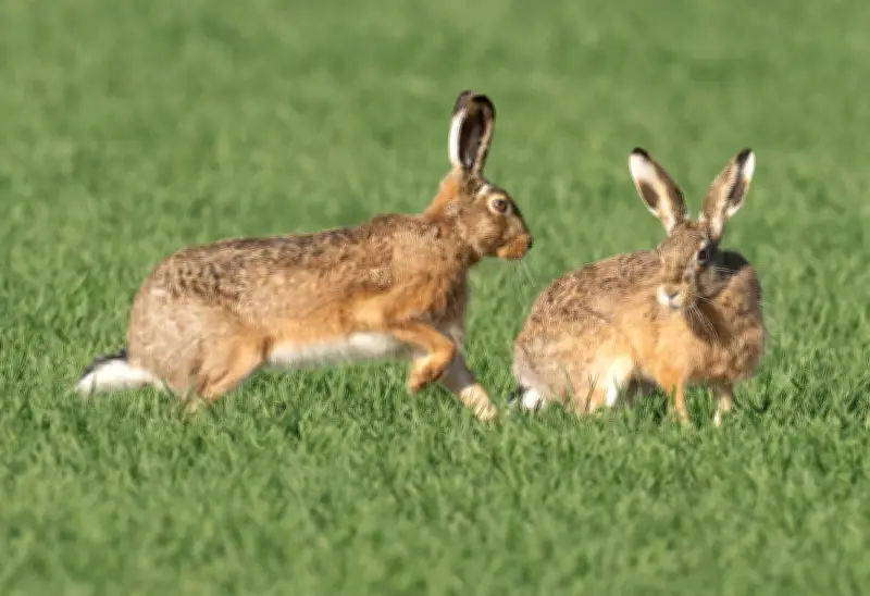 Feldhasen-Bestand in Thüringen erholt sich deutlich - Projekt zeigt Erfolge