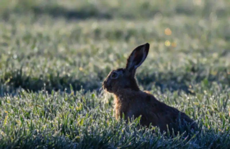 Feldhasen in Brandenburg: Bestand stabil trotz bundesweiter Krankheitsbedenken