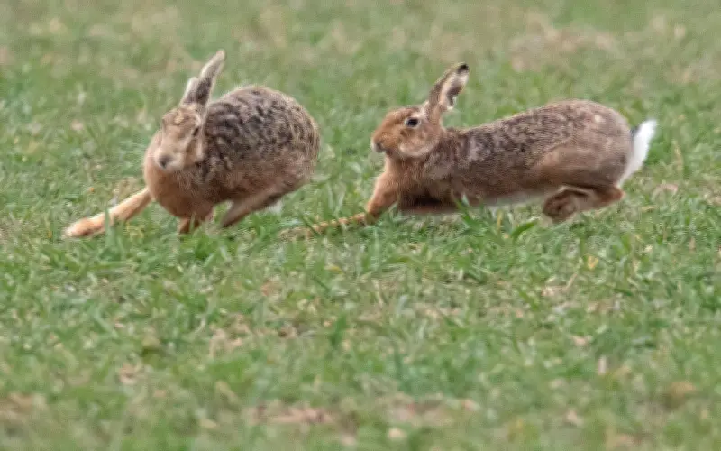 Feldhasen in Deutschland: Bestand stabil, doch neue Bedrohung durch Virus