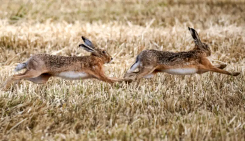 Feldhasen in Sachsen-Anhalt: Seltene Langohren kehren langsam zurück