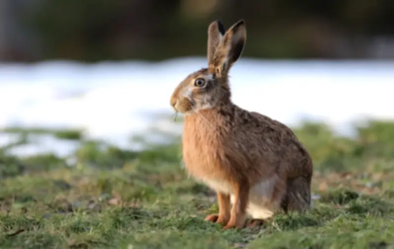 Feldhasenbestand in Sachsen-Anhalt zeigt leichten Aufwärtstrend trotz regionaler Unterschiede