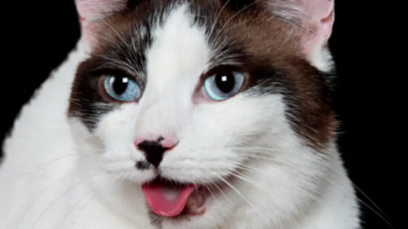 Felines Asthma: Unerkannte Gefahr für Katzen kann tödlich enden