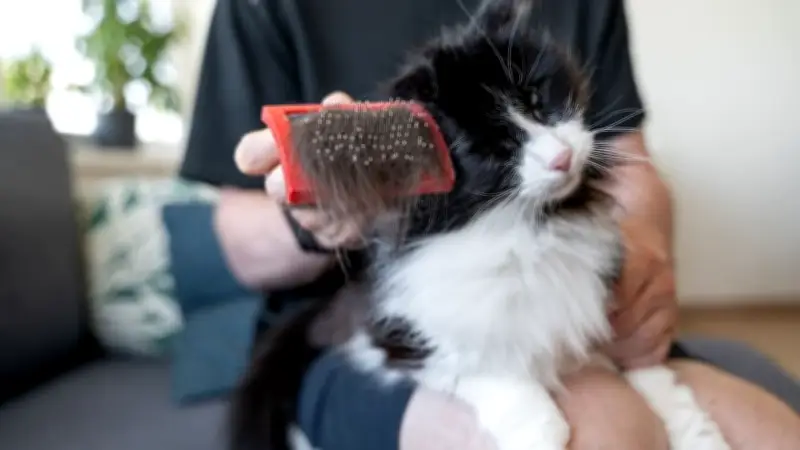 Fellwechsel bei Katzen: So unterstützen Sie Ihr Tier im Frühling optimal