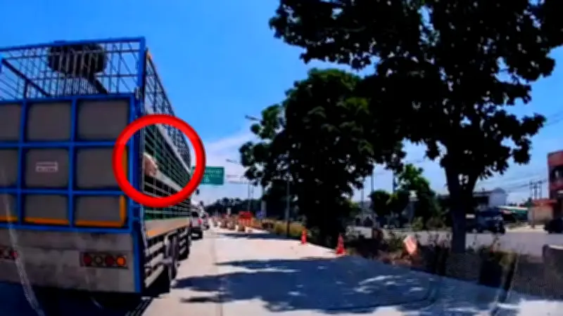 Ferkel flüchtet auf thailändischer Autobahn: Spektakuläre Rettung vor dem Schlachter