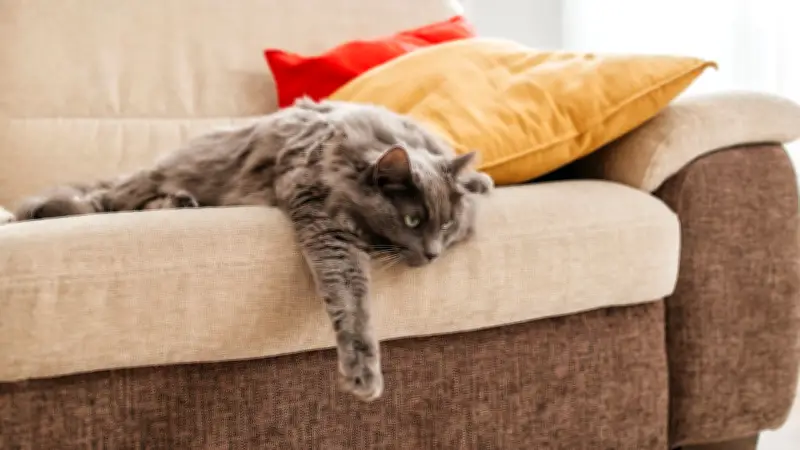 Fettablagerungen in Nieren: Neue Studie erklärt hohe CKD-Rate bei Hauskatzen