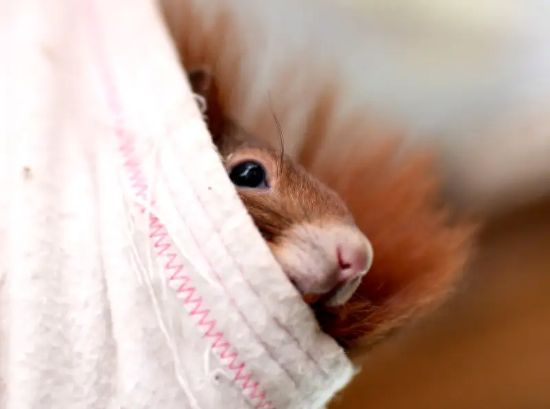 Feuerwehr-Höhenrettung befreit Eichhörnchen aus 14 Metern Höhe in Braunschweig