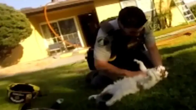 Feuerwehr rettet Katzen mit Reanimation: Herzdruckmassage und Mund-zu-Schnauze-Beatmung