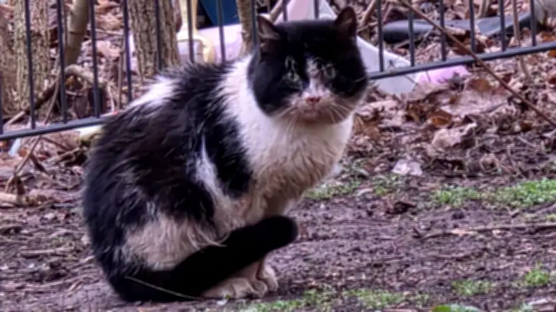 Feuerwehr setzt verletzte Katze aus: Empörung über Tierrettung in Halle-Neustadt