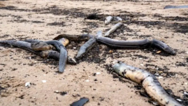 Fischereiverband schlägt Alarm: Hunderte tote Aale am Rhein entdeckt – Wasserkraftwerke im Verdacht