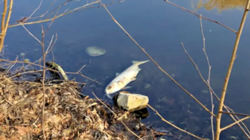 Fischsterben im Schwanenteich Wittenberg: Ursachen und Handlungsempfehlungen