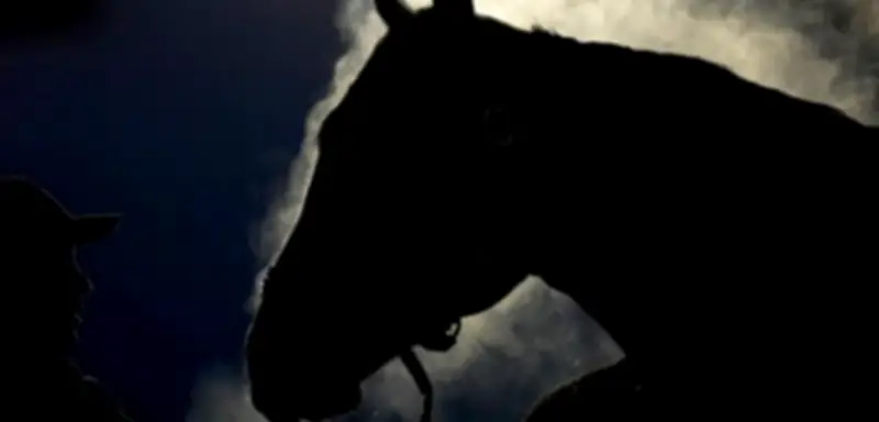 Fleischskandal in Türkei: Ehemaliges Rennpferd in Suppenküche serviert