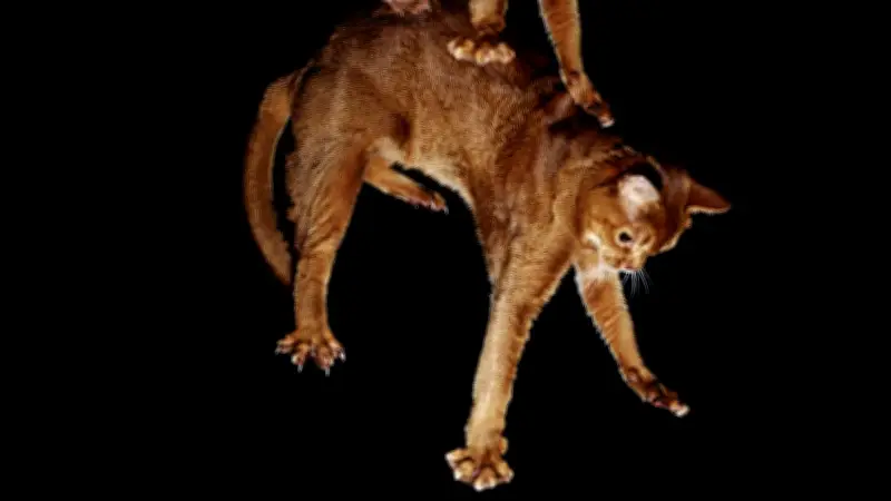 Forscher entschlüsseln biomechanischen Trick: So rettet die Wirbelsäule Katzen das Leben