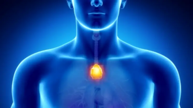 Forschung enthüllt: Schrumpfende Thymusdrüse könnte lebensrettende Funktion haben