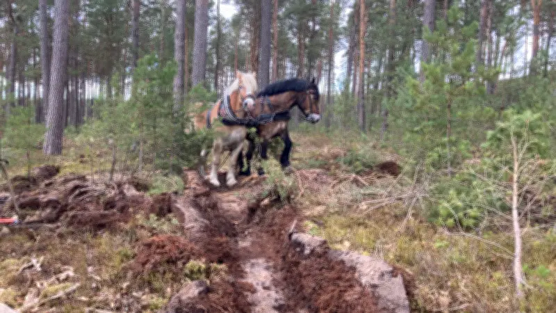 Forstpferde statt Maschinen: Muskelkraft senkt Kosten im Waldumbau bei Neustrelitz