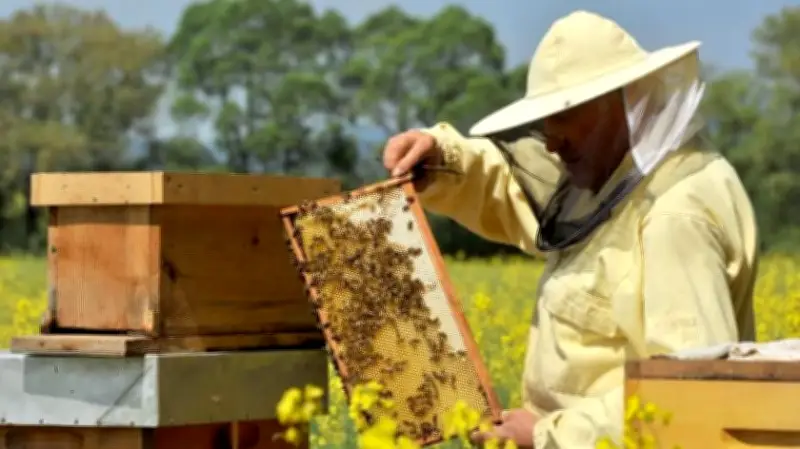 Förderung für Varroa-Bekämpfung: Imker im Landkreis Ludwigslust-Parchim können Anträge stellen