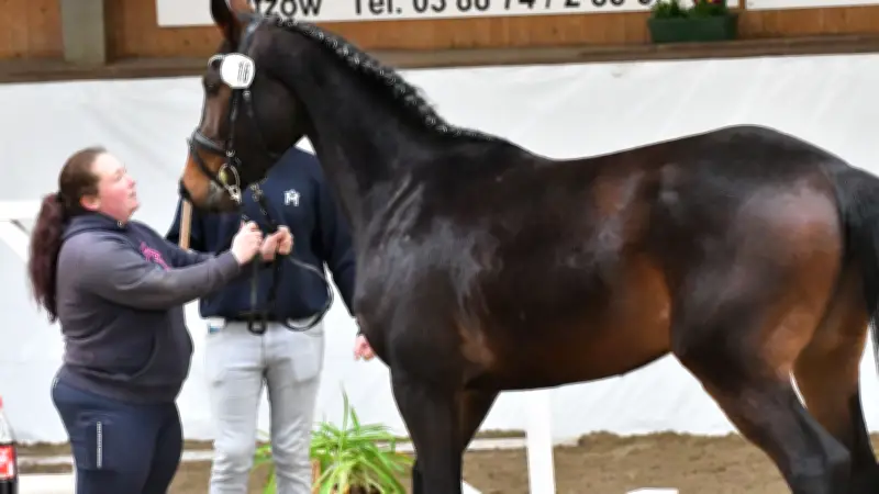 Freispringwettbewerb in Gadebusch: Junge Pferde zeigen ihr Potenzial für große Turniere