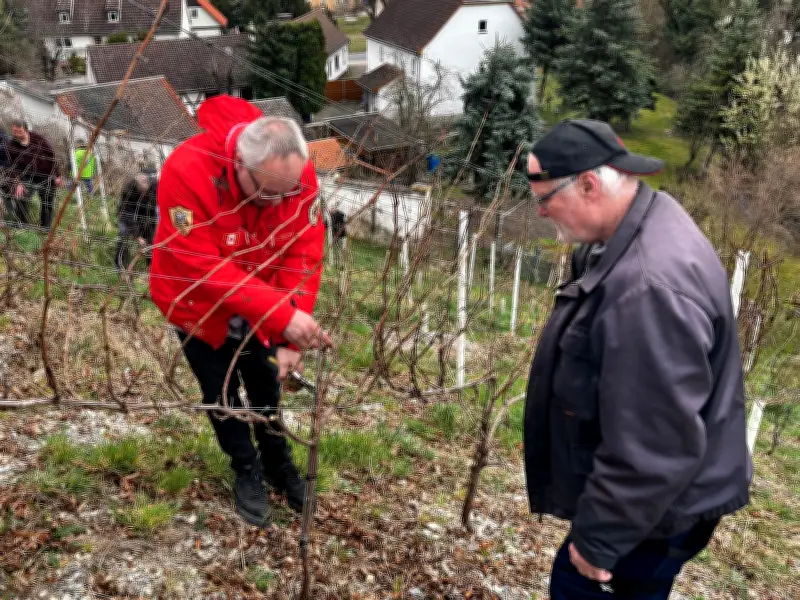 Freiwillige Helfer unterstützen Rebschnitt im Saalekreis: Winzer gibt Einblicke
