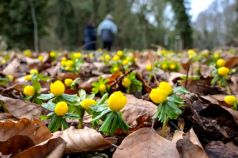 Frühblüher in Thüringens Wäldern: Farbenpracht und kulinarische Genüsse im Frühjahr