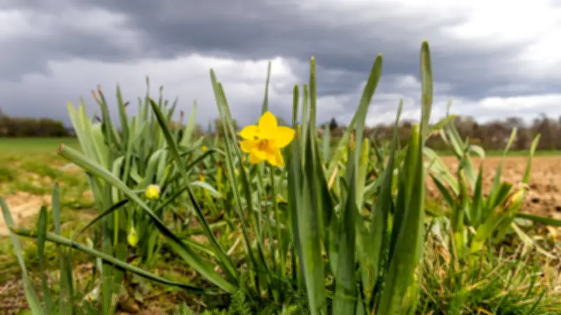 Frühling in Sachsen-Anhalt macht Pause: Sturmböen und Temperatursturz drohen