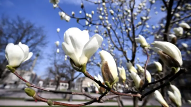 Frühlingsbeginn am 20. März: Tag-und-Nacht-Gleiche bringt zwei Stunden mehr Tageslicht