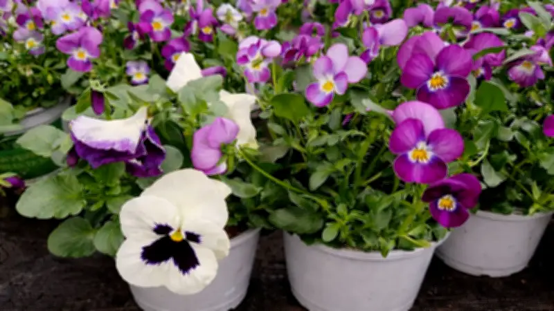 Frühlingsblüher im Vergleich: So unterscheiden Sie Hornveilchen und Stiefmütterchen