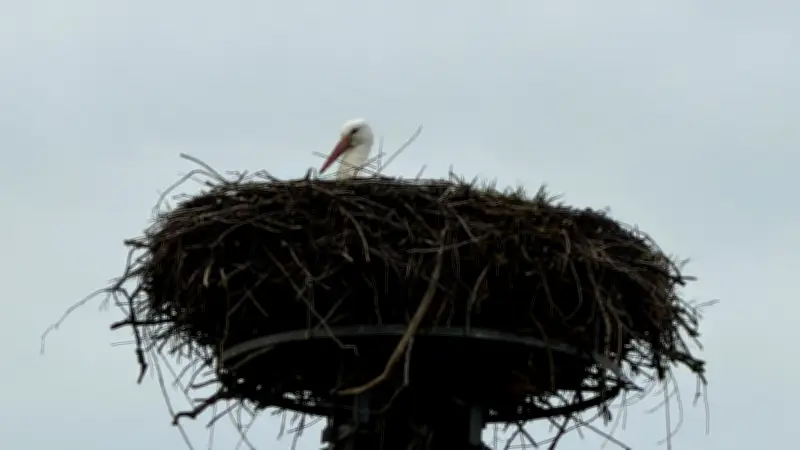 Frühlingsbote kehrt früh zurück: Storch besetzt Nest am Röbeler Friesensportplatz