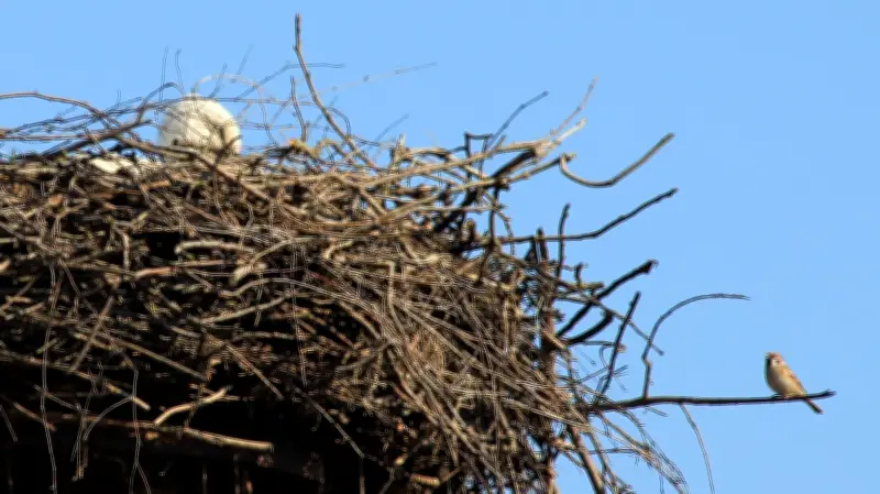 Frühlingsboten kehren zurück: Erste Weißstörche in der Uckermark gesichtet
